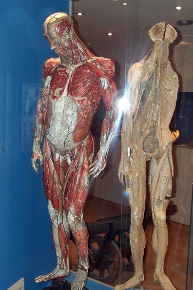 musée écorchée d'anatomie.jpg