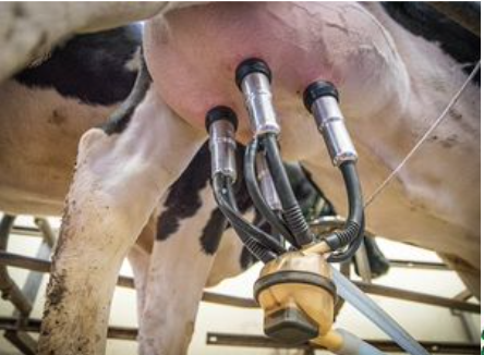 Visite de la ferme à La Vache de Louvicamp de MESNIL MAUGER