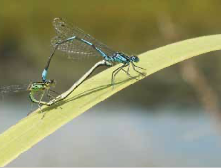 Rendez-vous du Parc : Une libellule peut cacher une demoiselle- au Marais de Bouquelon