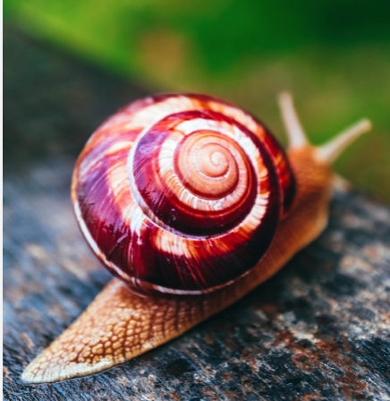 Découverte hélicicole : Liméro l'escargot Mayennais à Bagnoles de l’Orne