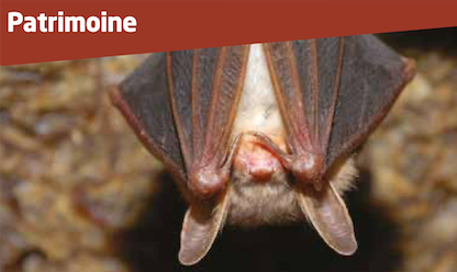Découverte des chauves-souris dans la tourbière d’Heurteauville, près d’Yvetot