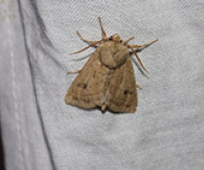 A la recherche de la noctuelle de la guimauve à la Réserve Naturelle Nationale du marais Vernier