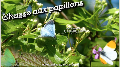 Sortie - "Chasse aux papillons" à Mers les Bains