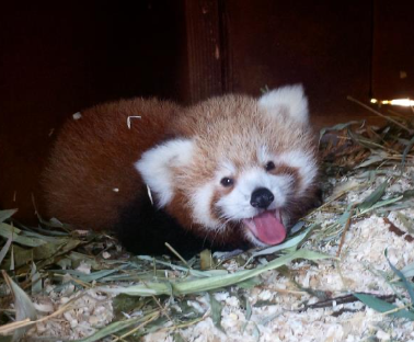 Votez pour le prénom du bébé panda roux du Parc de Clères