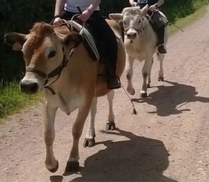 Balade en famille à dos de vache ou de poney, 4 pat'balade, suisse normande, orne, normandie.jpg