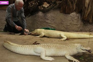 Alligator bay, parc animalier à visiter en famille, Manche, Normandie