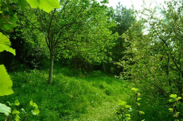 Jardin Nature des Marettes 2.jpg